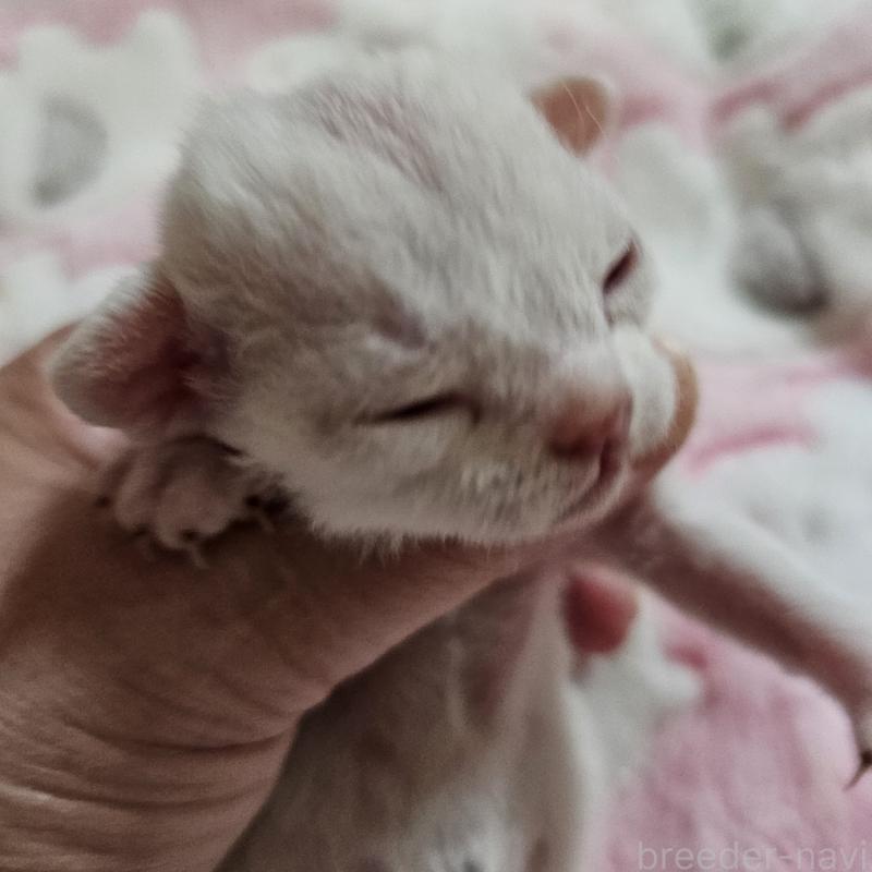 販売中の兵庫県のデボンレックス-138820の3枚目