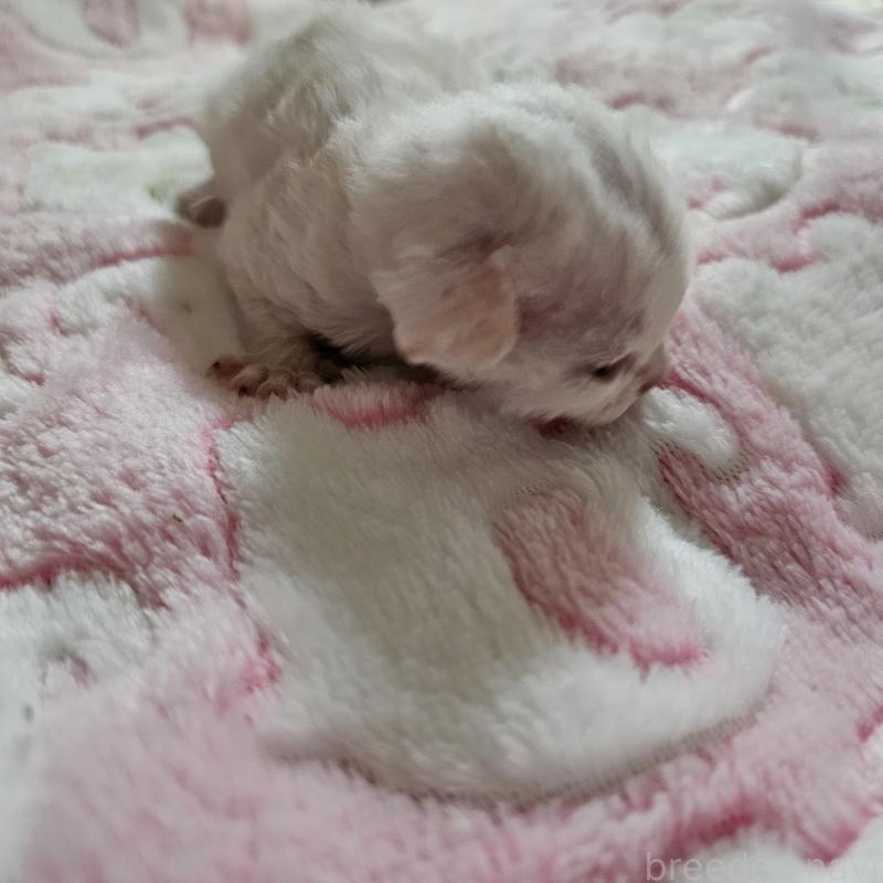 販売中の兵庫県のデボンレックス-138820の2枚目