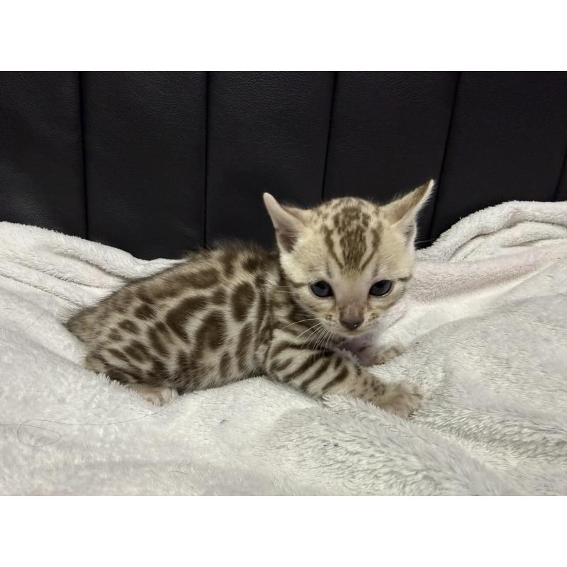 販売中の香川県のベンガル-138822の5枚目