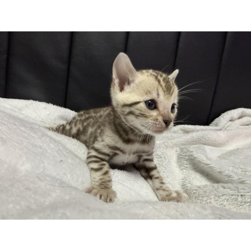 販売中の香川県のベンガル-138822の4枚目