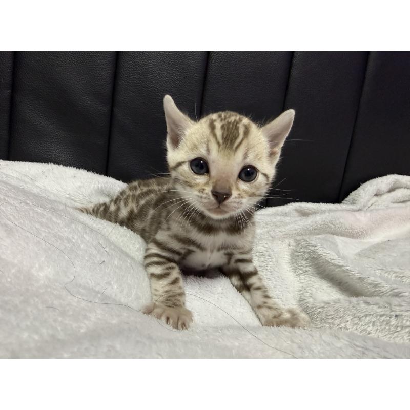 販売中の香川県のベンガル-138822の3枚目