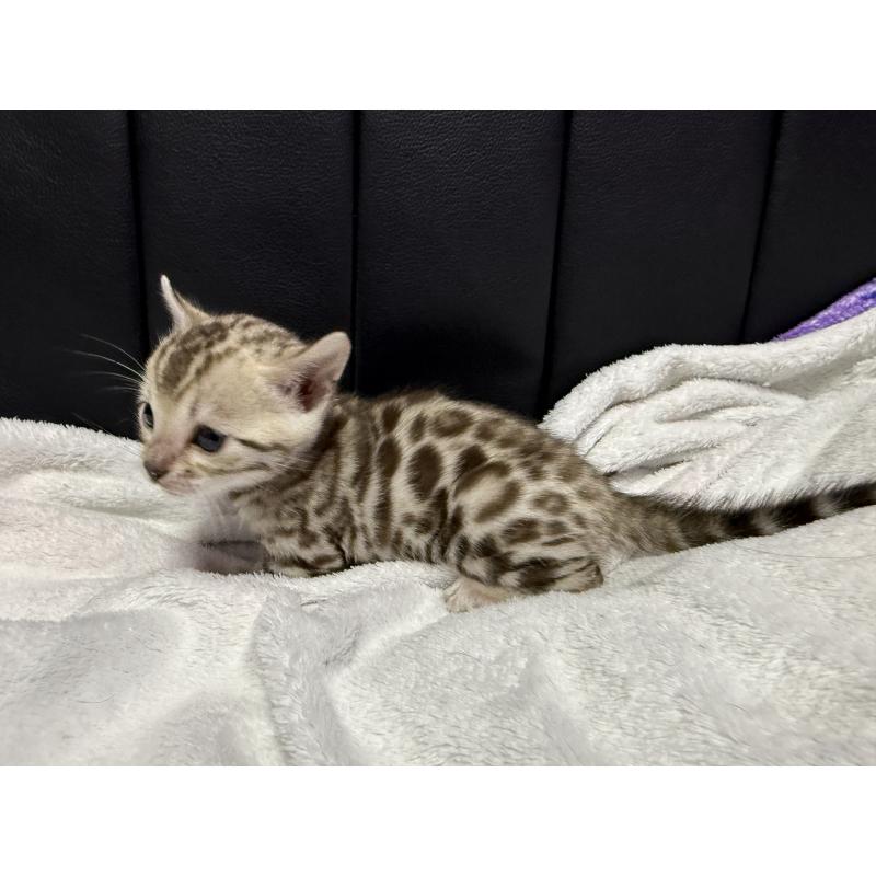 販売中の香川県のベンガル-138822の2枚目