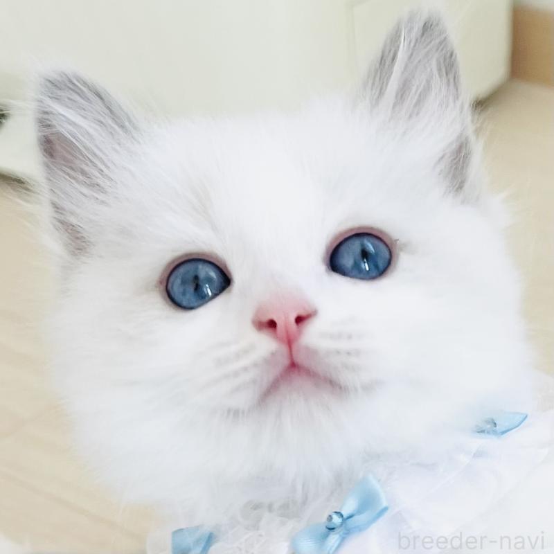 販売中の福島県のラグドール-136989