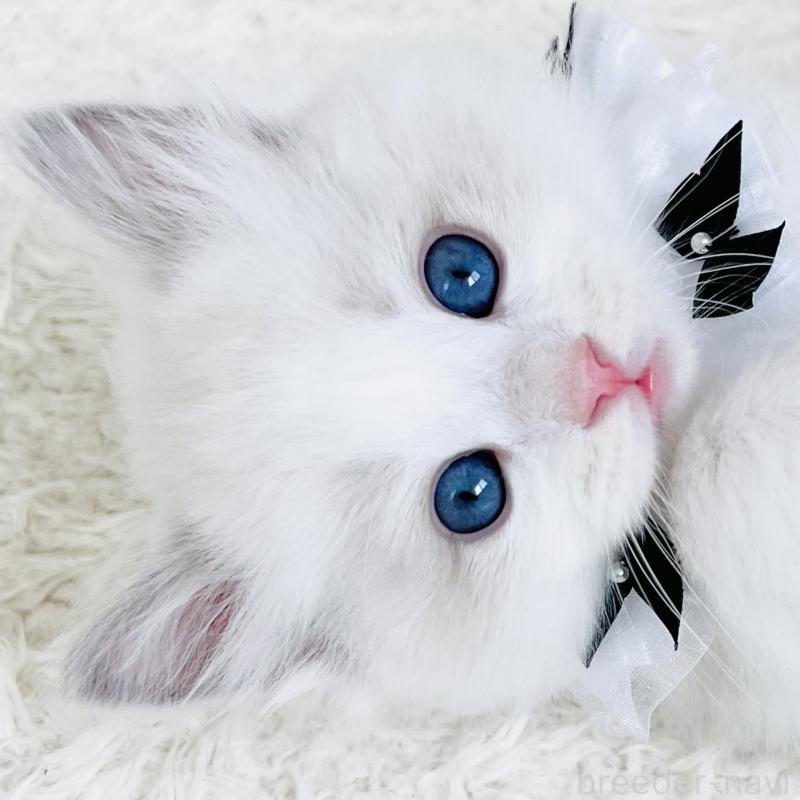 販売中の福島県のラグドール-136988