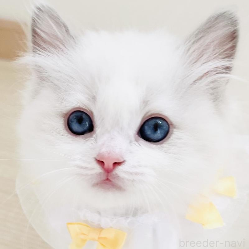 販売中の福島県のラグドール-137014