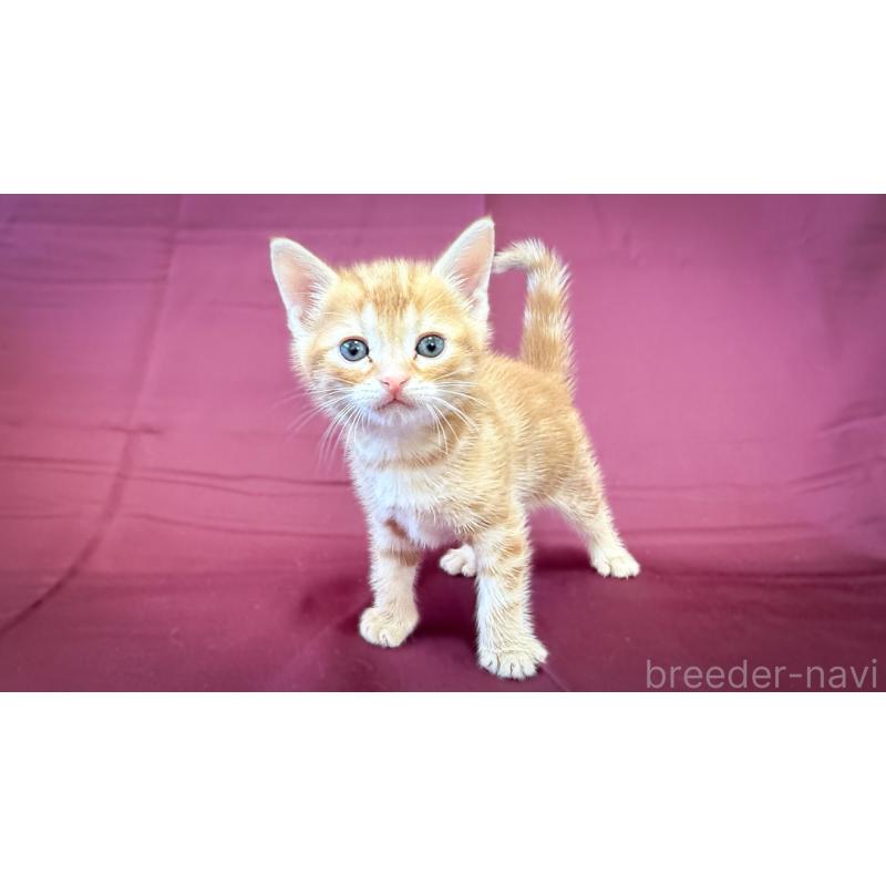 販売中の愛知県のアメリカンショートヘア-138109