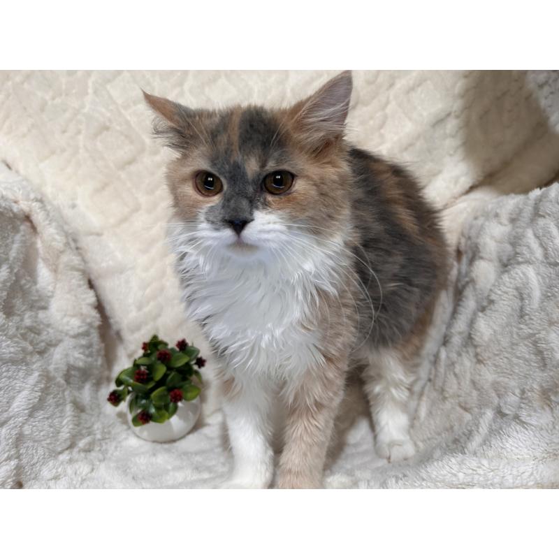 販売中の三重県のサイベリアン-137379の13枚目