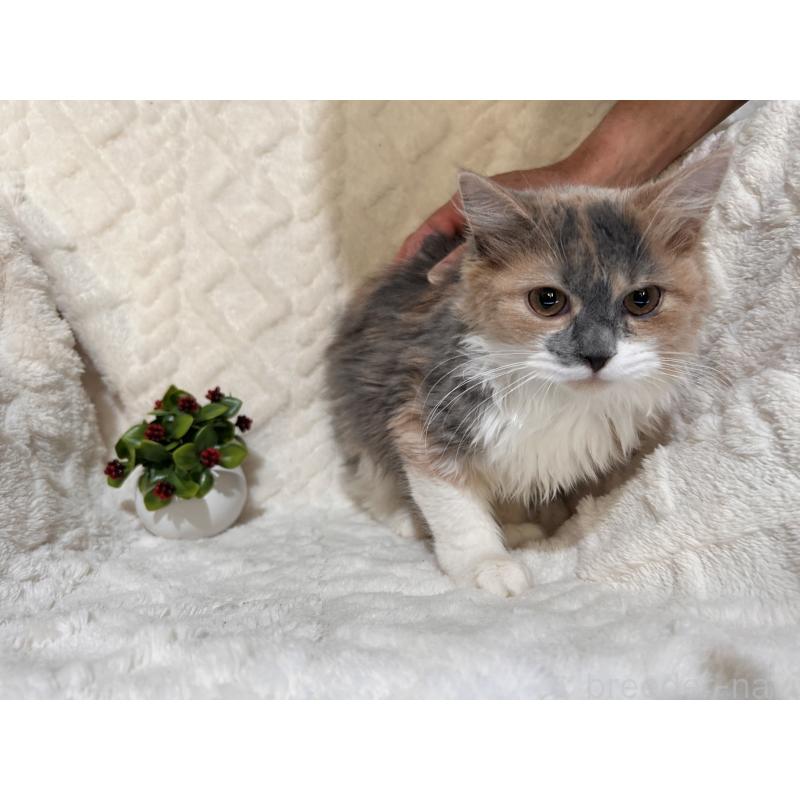 販売中の三重県のサイベリアン-137379の11枚目