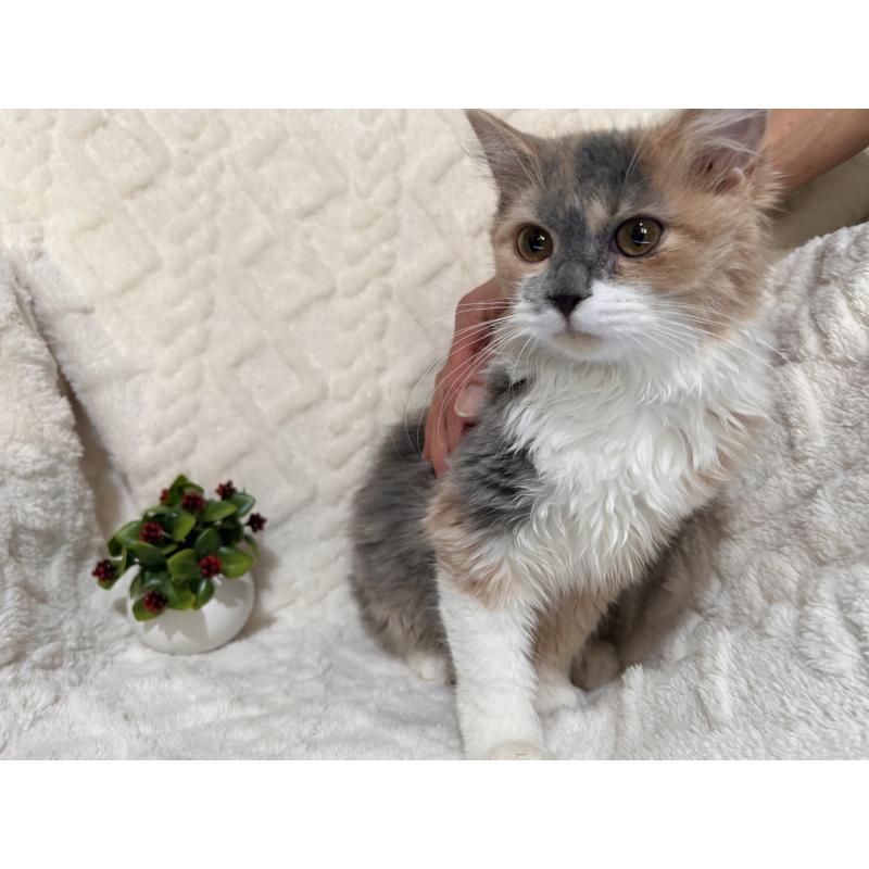 販売中の三重県のサイベリアン-137379の10枚目