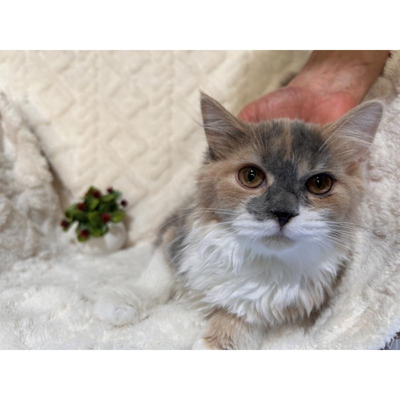 販売中の三重県のサイベリアン-137379の8枚目