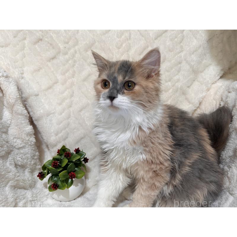 販売中の三重県のサイベリアン-137379の7枚目