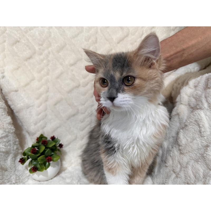 販売中の三重県のサイベリアン-137379の3枚目