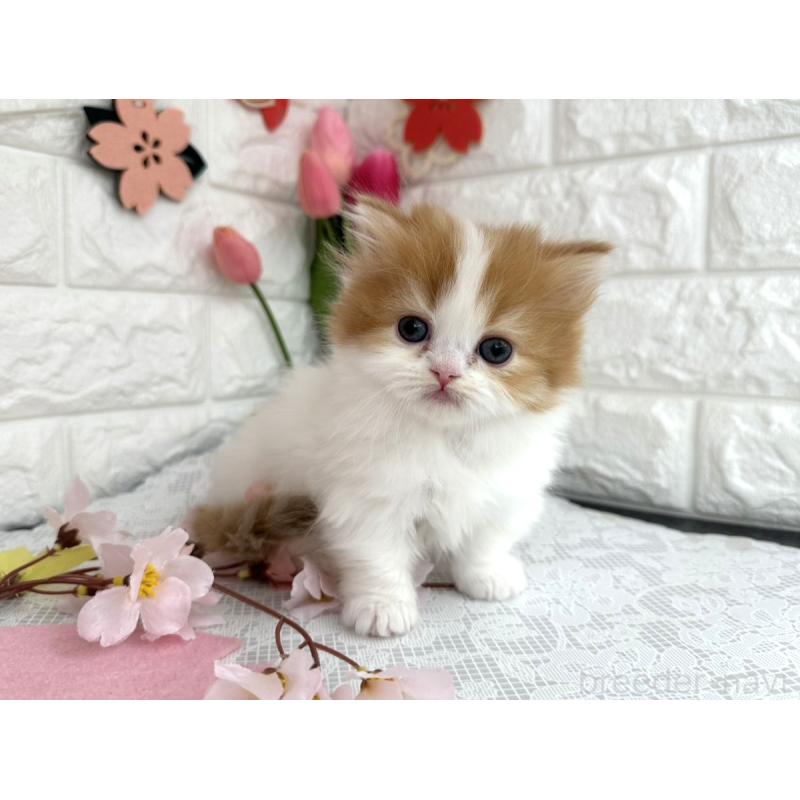 販売中の埼玉県のミヌエット(短足)-138858の6枚目