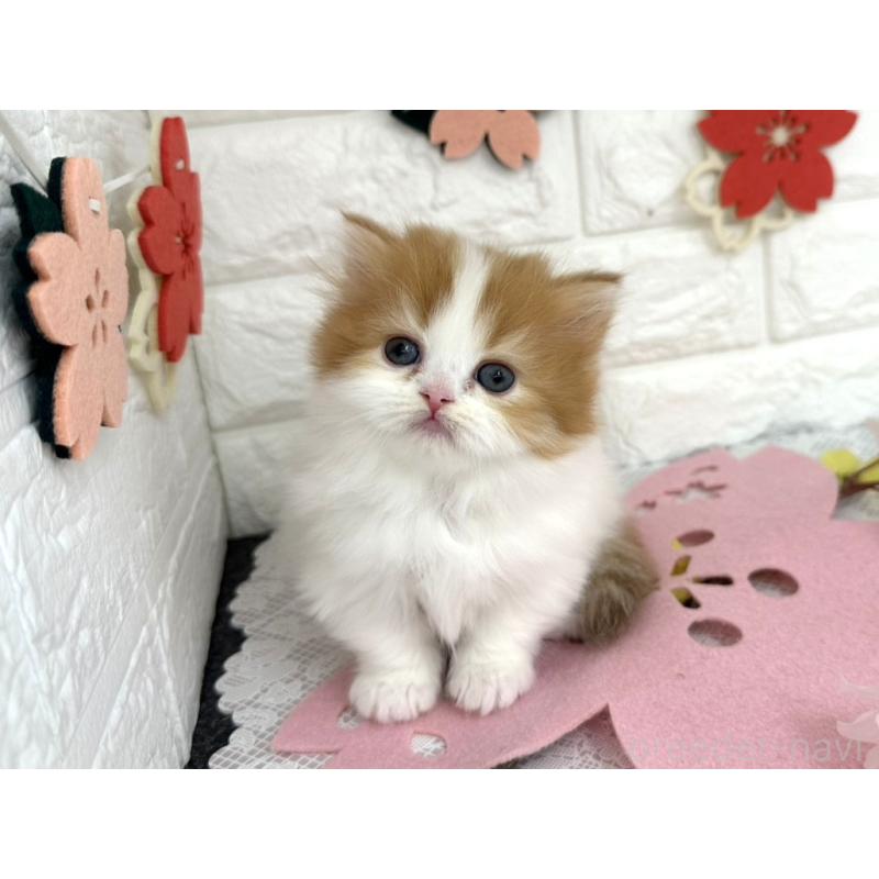 販売中の埼玉県のミヌエット(短足)-138858の5枚目