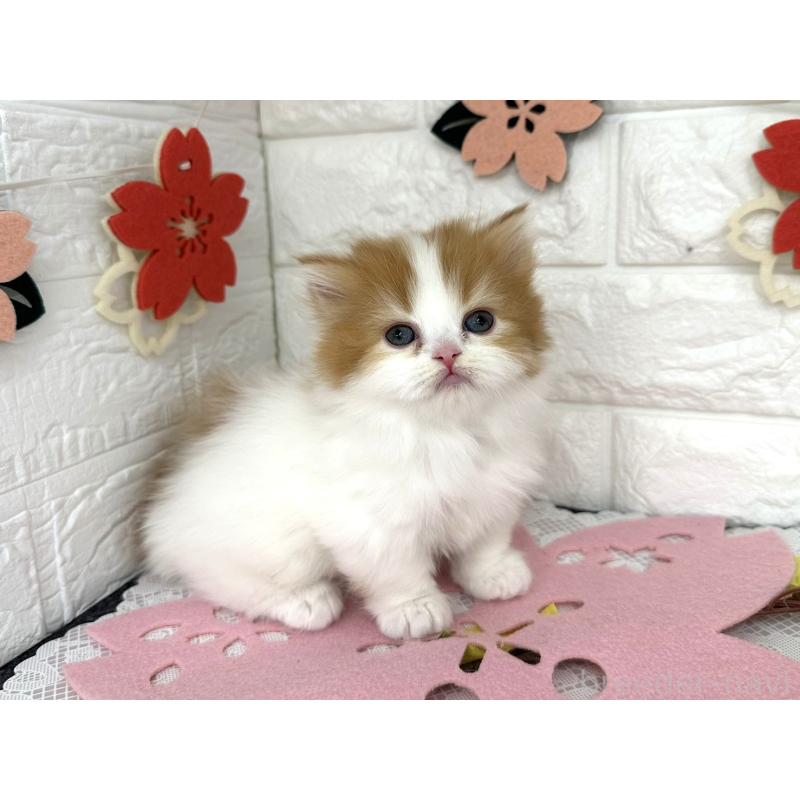 販売中の埼玉県のミヌエット(短足)-138858の4枚目