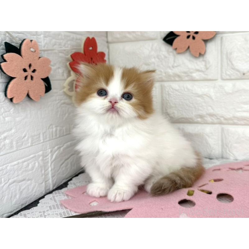 販売中の埼玉県のミヌエット(短足)-138858の3枚目