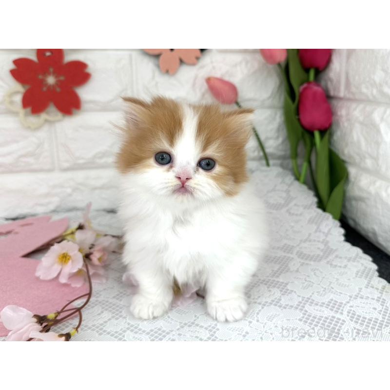 販売中の埼玉県のミヌエット(短足)-138858の2枚目