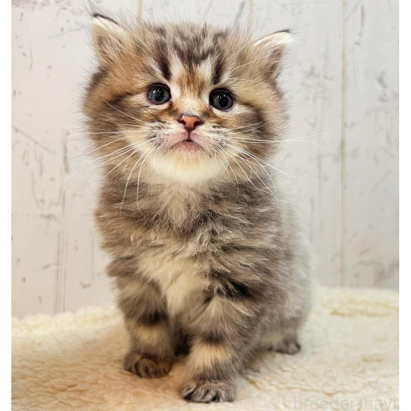 販売中の千葉県のミヌエット-138859の5枚目