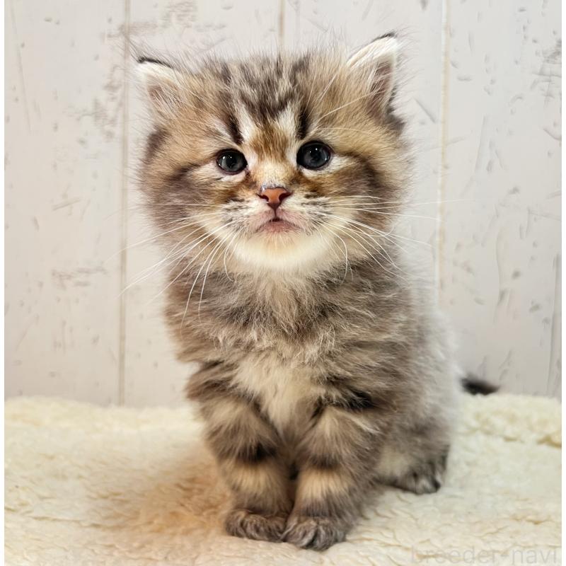 販売中の千葉県のミヌエット-138859の4枚目