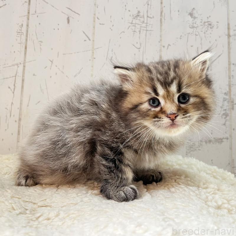 販売中の千葉県のミヌエット-138859の2枚目