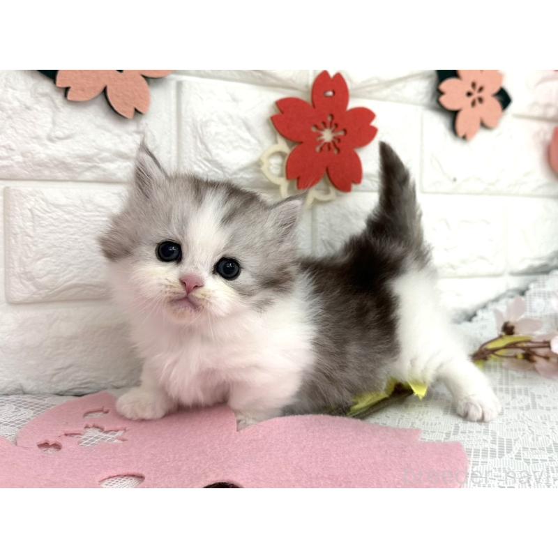 販売中の埼玉県のミヌエット(短足)-138860