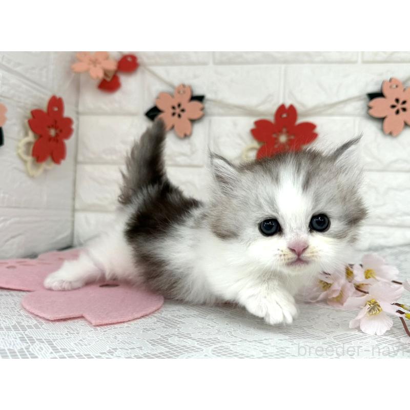 販売中の埼玉県のミヌエット(短足)-138860の6枚目