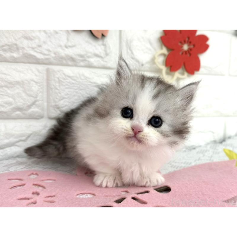 販売中の埼玉県のミヌエット(短足)-138860の5枚目