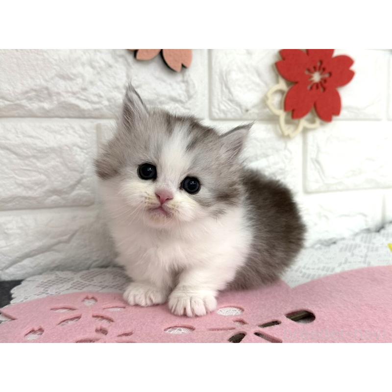 販売中の埼玉県のミヌエット(短足)-138860の4枚目