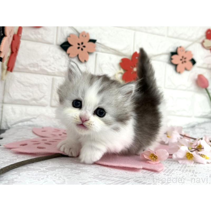 販売中の埼玉県のミヌエット(短足)-138860の2枚目