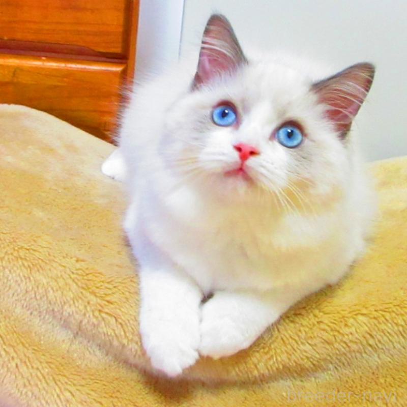 販売中の静岡県のラグドール-138862