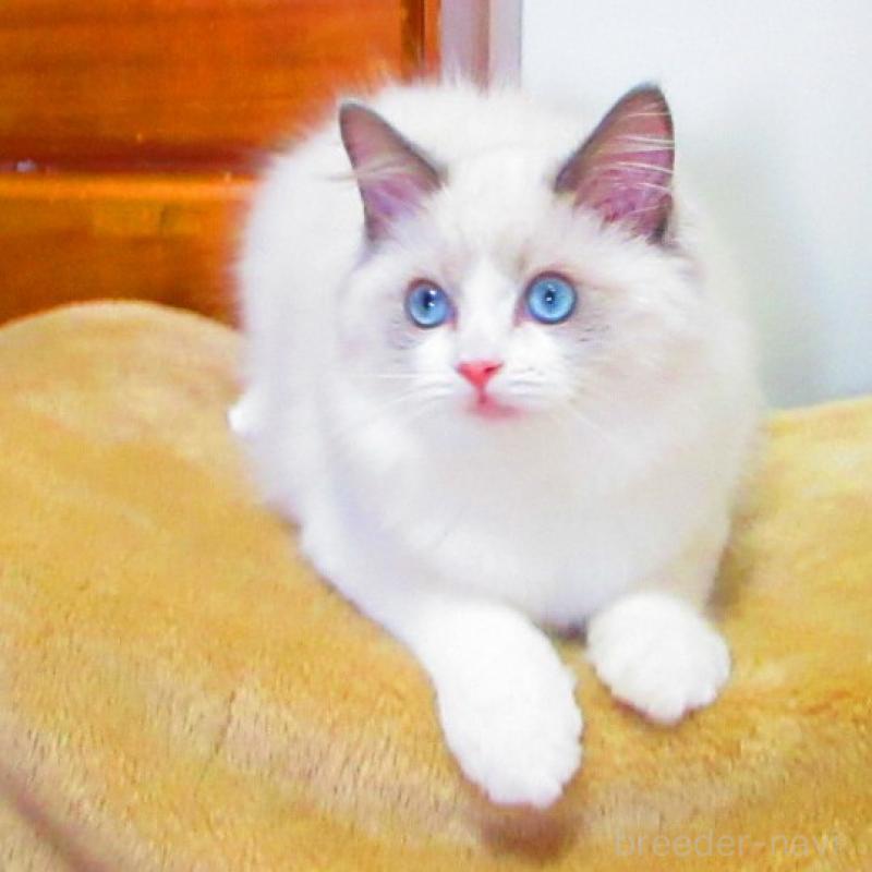 販売中の静岡県のラグドール-138862の5枚目