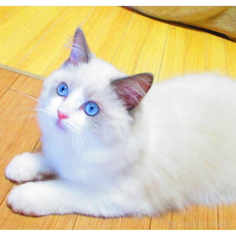 販売中の静岡県のラグドール-138862の4枚目