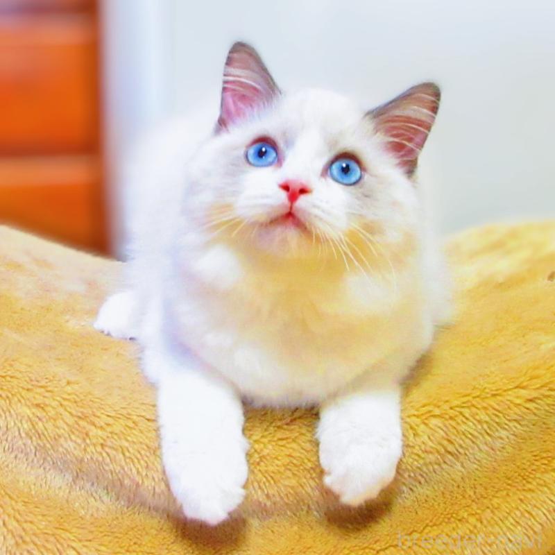 販売中の静岡県のラグドール-138862の3枚目