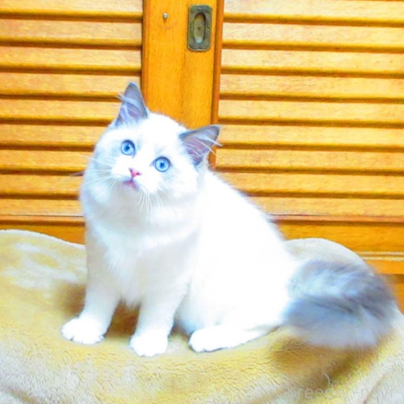 販売中の静岡県のラグドール-138862の2枚目