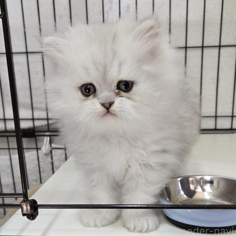 販売中の福岡県のペルシャ(チンチラ)-137621