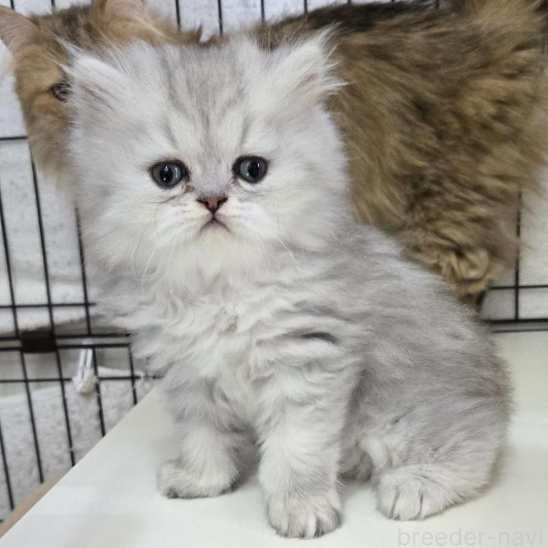 販売中の福岡県のペルシャ(チンチラ)-137622
