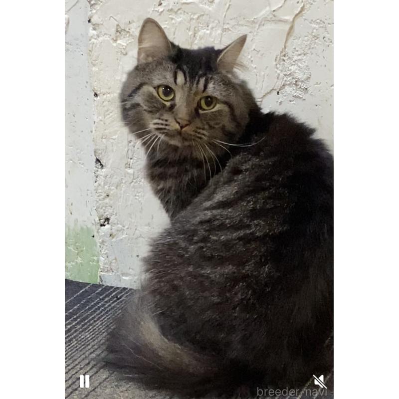 販売中の愛知県のマンチカン-128994の2枚目