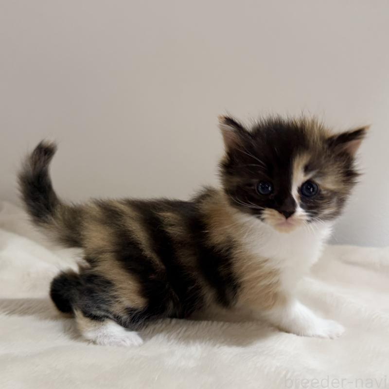 販売中の茨城県のサイベリアン-135012