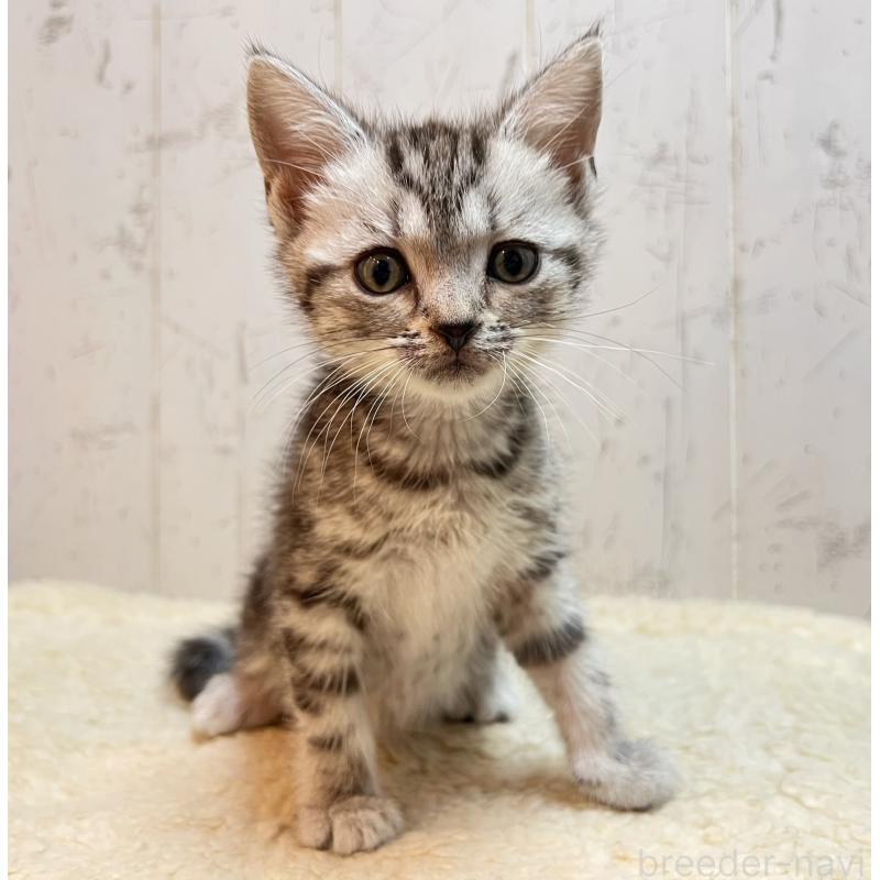 販売中の千葉県のアメリカンショートヘア-138863の5枚目