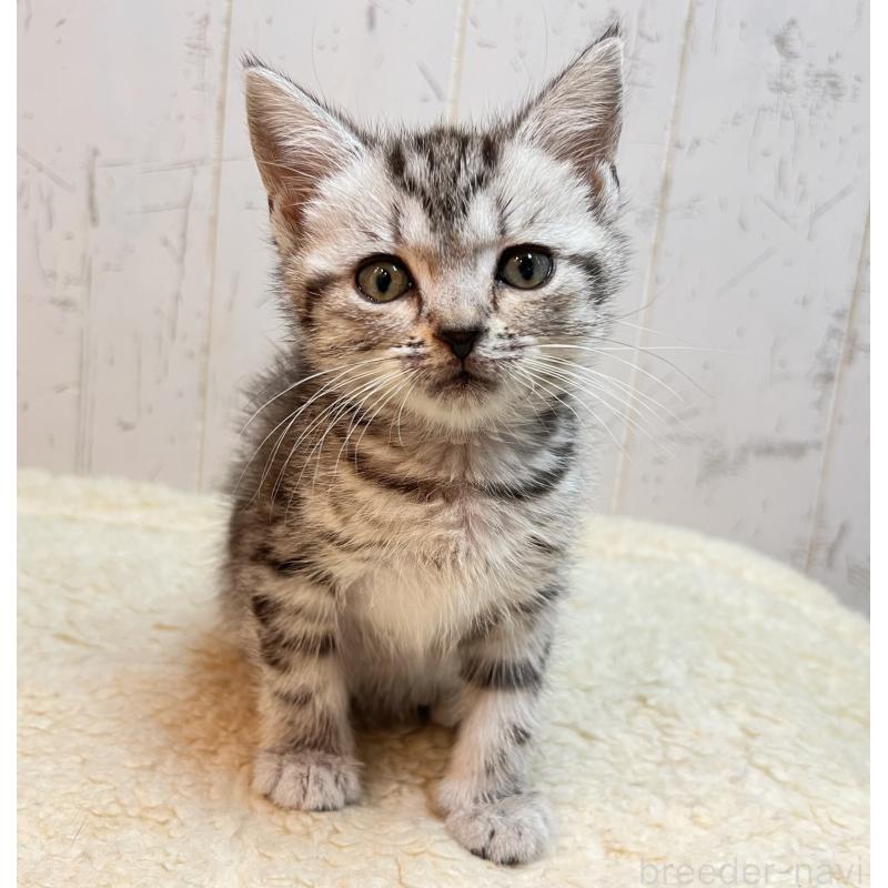 販売中の千葉県のアメリカンショートヘア-138863の4枚目