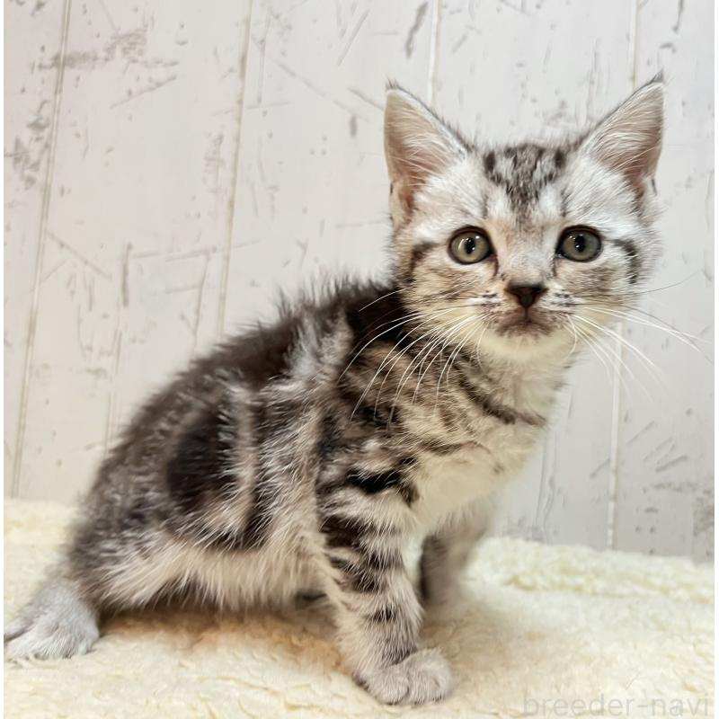 販売中の千葉県のアメリカンショートヘア-138863の2枚目