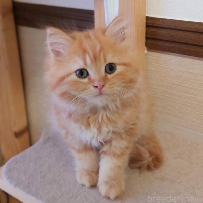 販売中の埼玉県のミヌエット-136382