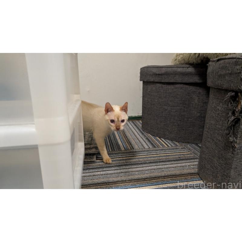 販売中の愛知県のベンガル-126382の2枚目