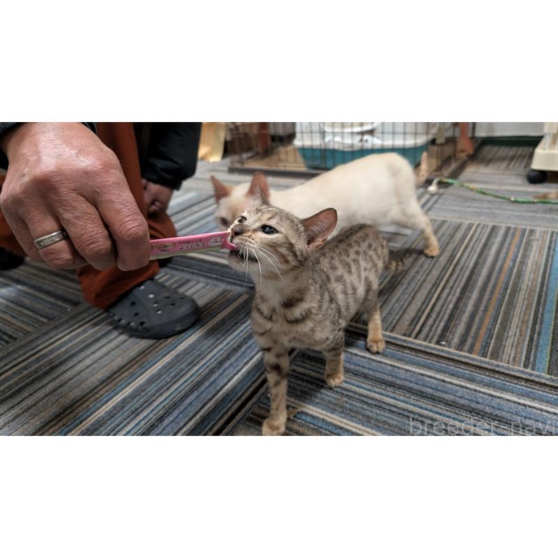 販売中の愛知県のベンガル-126381の2枚目