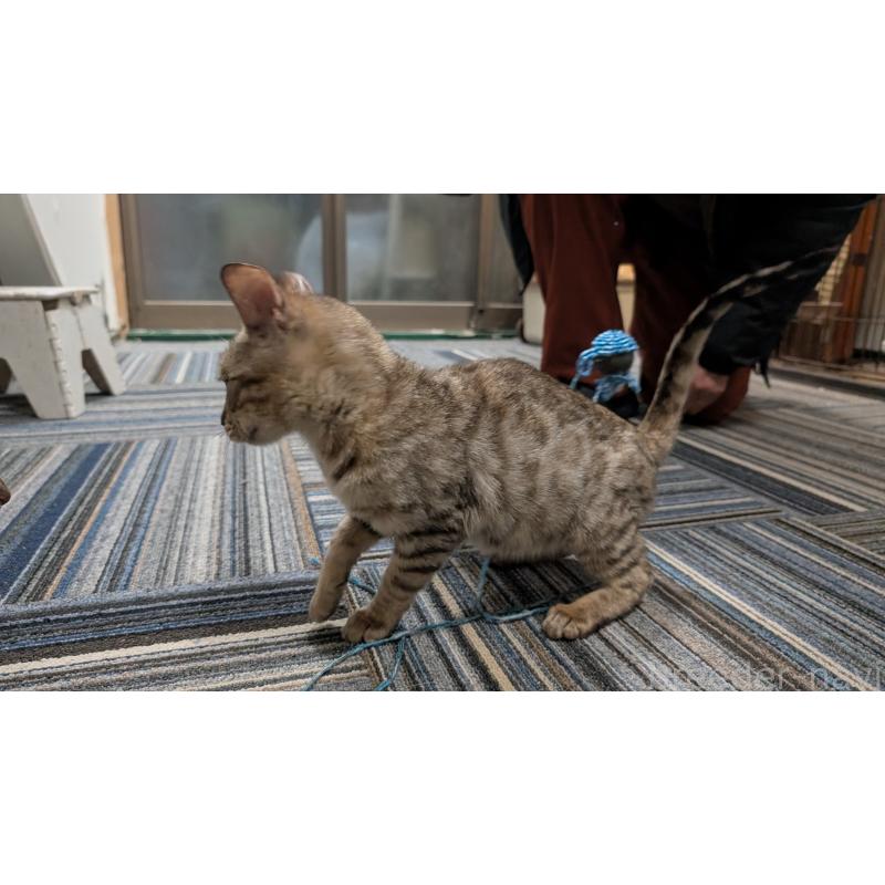 販売中の愛知県のベンガル-126385の3枚目