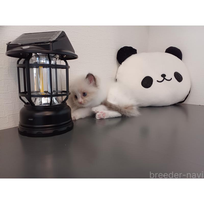 販売中の東京都のラグドール-138864の10枚目