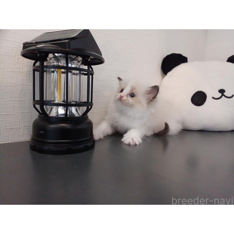 販売中の東京都のラグドール-138864の9枚目