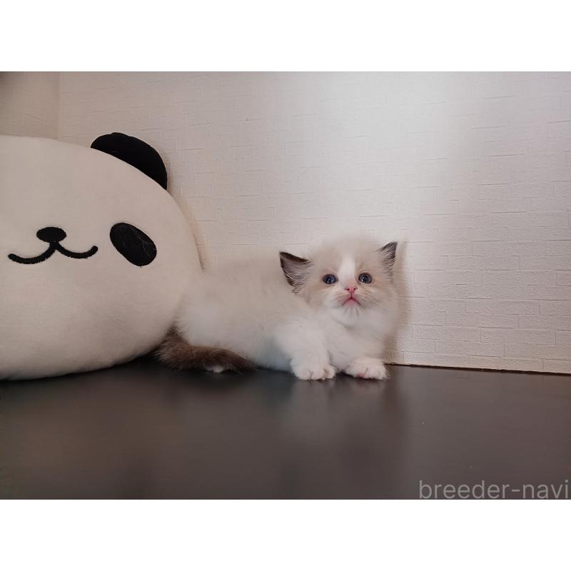 販売中の東京都のラグドール-138864の8枚目