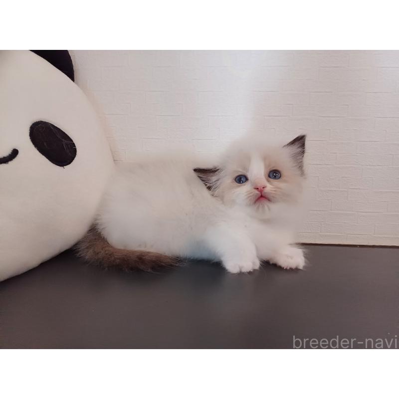 販売中の東京都のラグドール-138864の7枚目