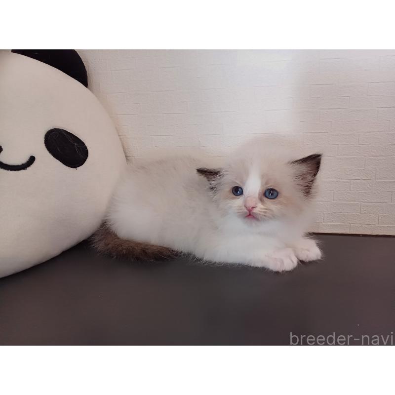 販売中の東京都のラグドール-138864の6枚目